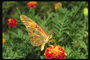 Бабочка с светло-коричневыми крыльями в серый рисунок