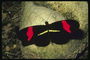 Бабочка с продолговатыми крыльми черного цвета и красными полосами