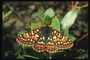 Бабочка с темно-оранжевыми пятнами на крыльях