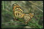 Бабочки в коричневых тонах на стебельке травы