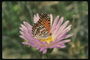 Бабочка на сердцевине цветка с розовыми длинными лепестками