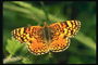 Рельефный рисунок на крыльях бабочки