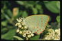 Бабочка с бледно-салатовыми крыльями и полосатыми лапами