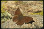 Темно-коричневое тело и крылья бабочки