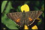 Коричневого тона бабочка на фоне ярко-желтого цветка