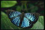 Бабочка с голубыми крыльями с стальным блеском и напылением черного цвета