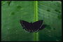 Черная бабочка с белыми ободками на крыльях на широком листке с четко выраженными жилками