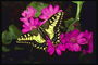 Фигурные крылья бабочки среди округлых лепестков