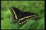 Бабочка с короткими черными усиками