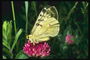 Светло-желтая бабочка с мохнатым телом на цветке розового клевера