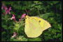 Бабочка с лимонными крыльями с розовым оттенком