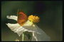 Оранжевая бабочка с маленькими крыльями на цветке с белыми волнистыми лепестками