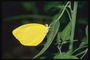 Ярко-желтая бабочка на маленьком узском листке