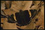 Темно-коричневая бабочка на осеннем листье