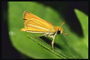 Бабочка с короткими оранжевыми крыльями