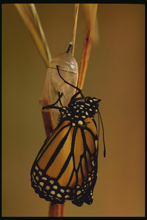 Бабочка с коричневыми крыльями и прозрачный кокон
