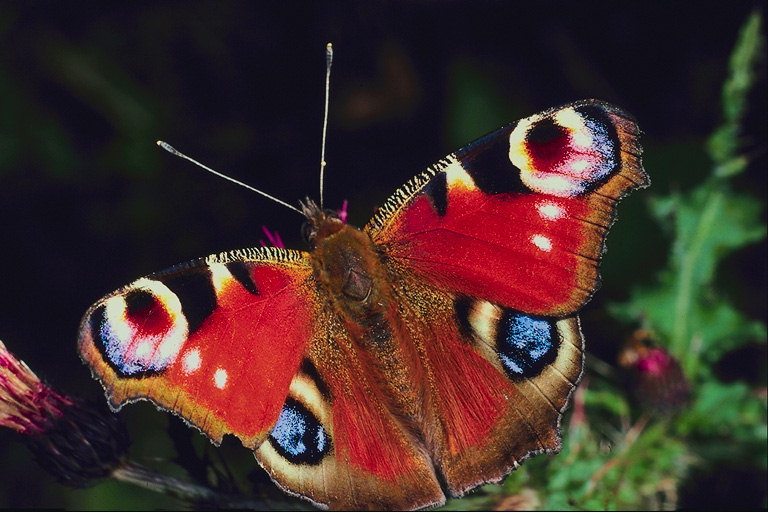 Бабочка красного тона в разноцветных круглых пятнах