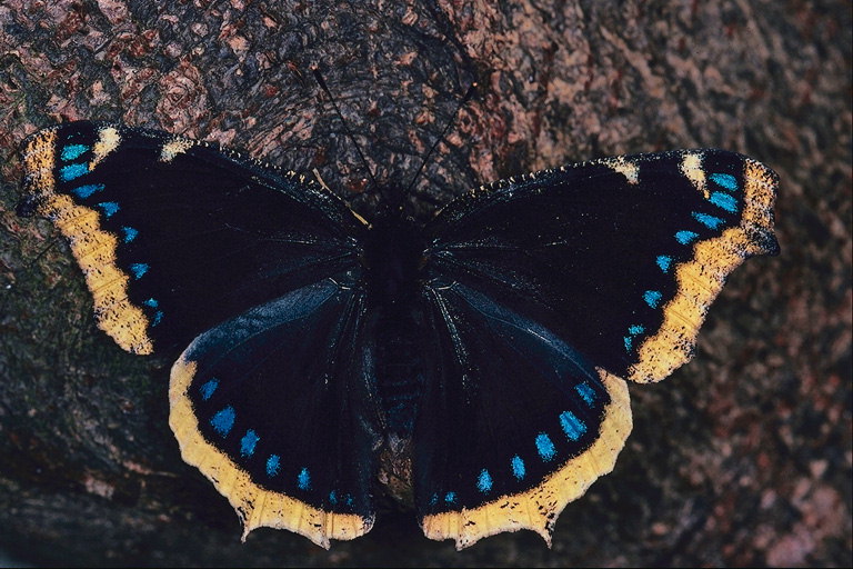 Бабочка темно-синего цвета с рядом голубых пятен на краях крыльев