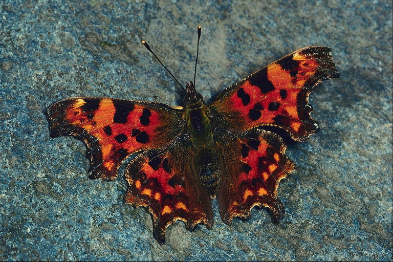 Бабочка тигристой окраски на сером фоне