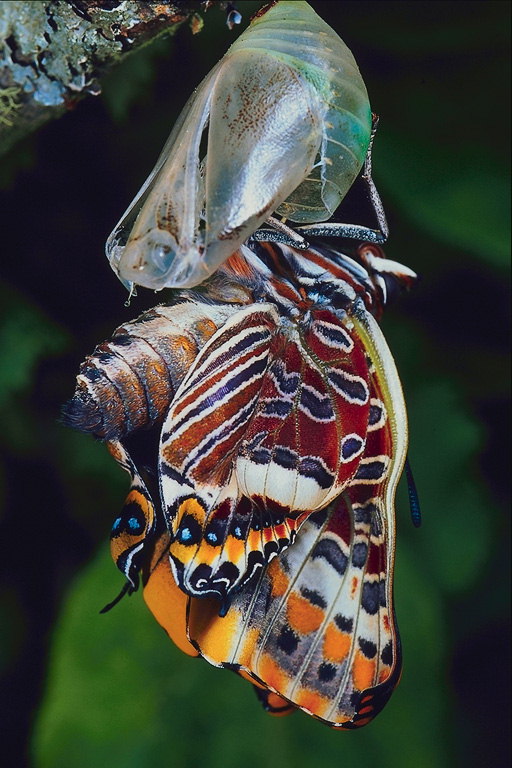 Рождение бабочки на свет