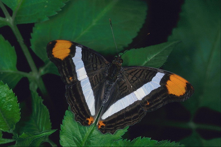 Бабочка темно-коричневого цвета в черную полоску с оранжевыми пятнами на крыльях