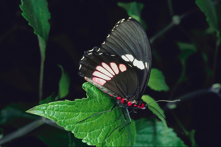 Черные крылья, красные пятна на теле бабочки