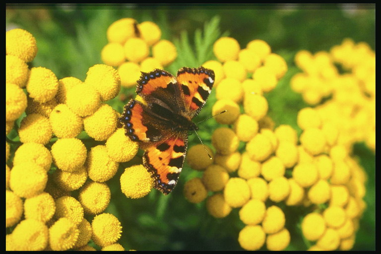 Бабочка со светлыми кончиками усиков на желтых цветах