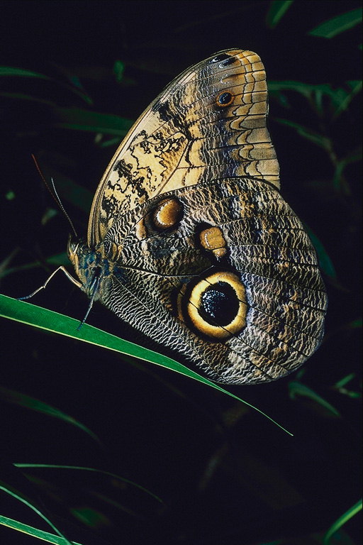 Бабочка на травинке на черном фоне