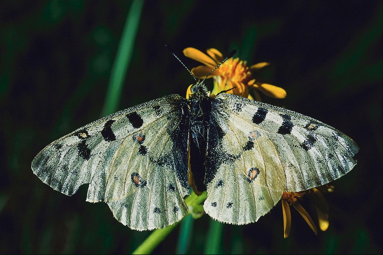 Серо-белый тон крыльев бабочки