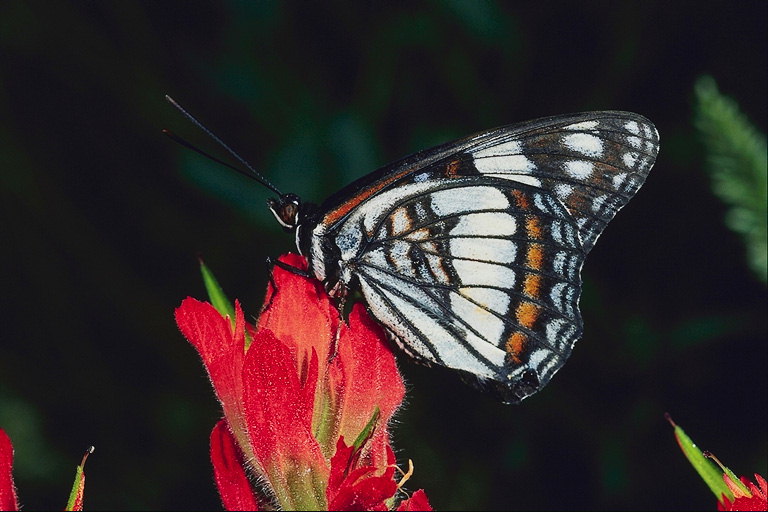Бабочка с черно-белыми крыльями на красном цветке с прозрачными ворсинками