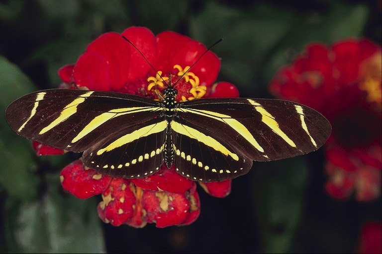 Бабочка с коричнево-желтыми полосами