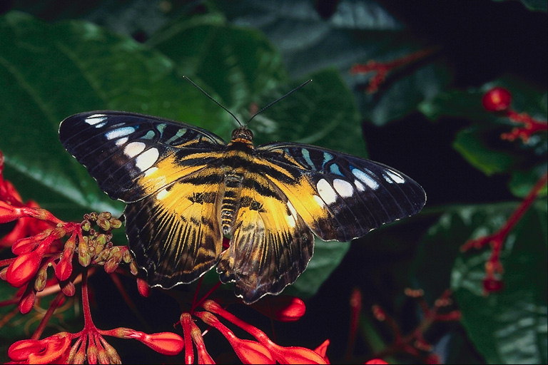 Темно-коричневые края крыльев бабочки