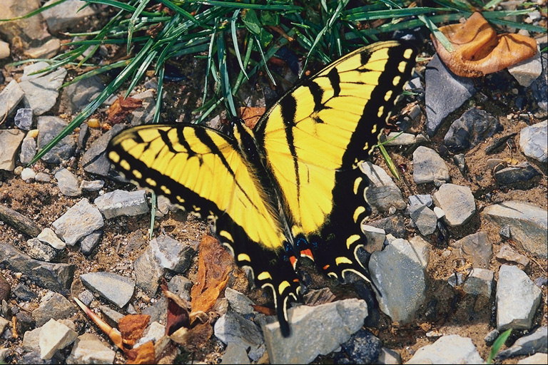 Бабочка желтого цвета на серых камнях 