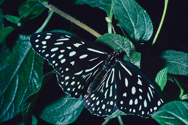 Черная бабочка в белый горошек