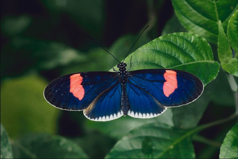 Бабочка темно-синего цвета с розовыми полосами на крыльях
