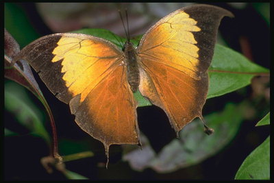 Бабочка с оранжевой серединой крыльев и коричневыми краями