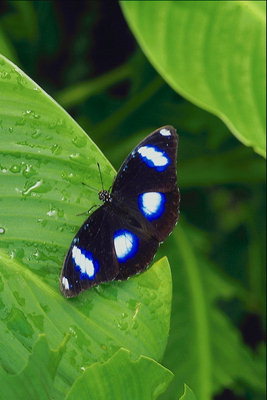 Бабочка черного цвета в белых пятнах с голубым ободком