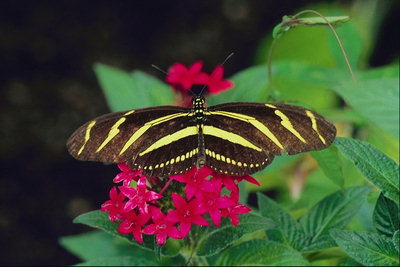 Бабочка в коричнево-желтую полоску на ветке розовых цветов