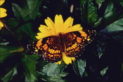 Бабочка в оранжевых тонах с коричневыми полосками на желтом цветку