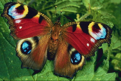 Бабочка с круглыми пятнами радужных тонов