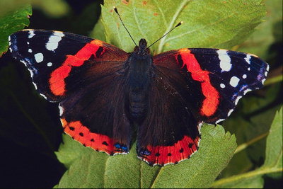 Бабочка с красными, фиолетовыми, коричневыми и белыми тонами крыльев