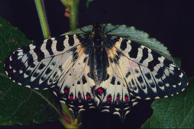 Бабочка в черно-белых тонах