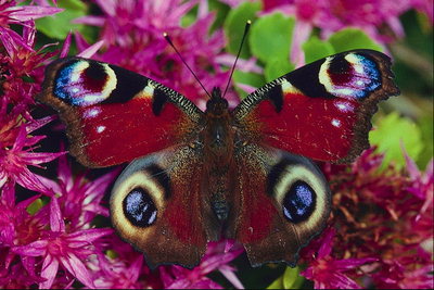 Бабочка с бордовыми крыльями в желто-голубых кругах