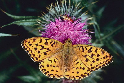 Бабочка с леопардовой окраской на розовом цветке колючки