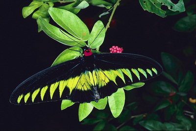 Бабочка с ярко-желтыми сигментами в один ряд на крыльях