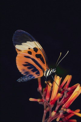 Бабочка с маленькими , ярко-оранжевыми крыльями