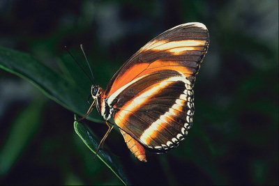 Бабочка в коричневую, оранжевую, белую полоски