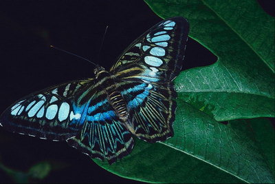 Бабочка с голубыми полосками на крыльях