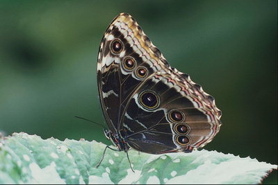 Бабочка в коричневых тонах- разнообразие оттенка и формы