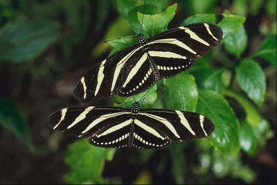 Пара бабочек в черно-белую полоску